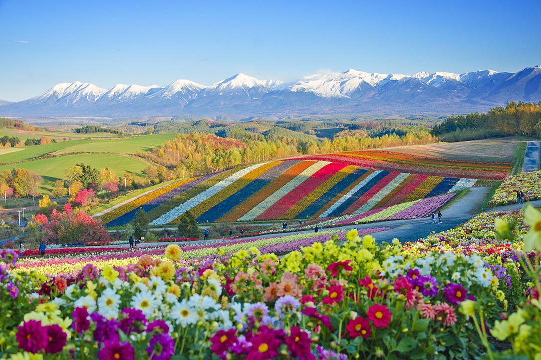 Flower fields in Hokkaido, Japan