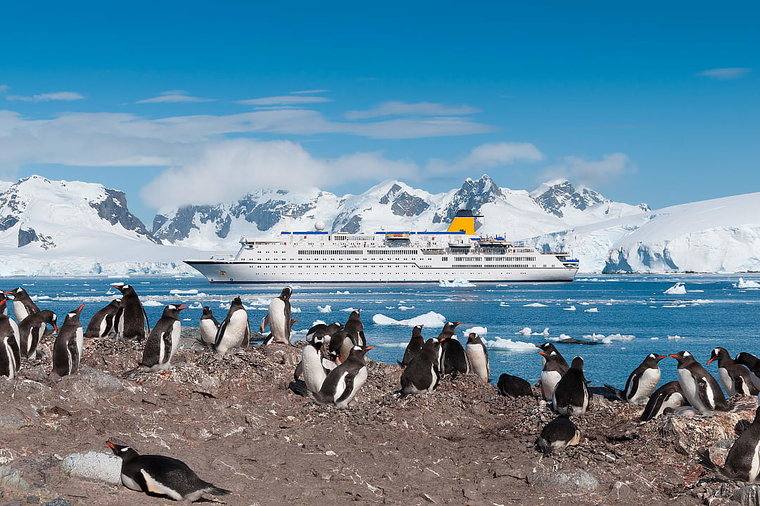 Antarctica penguin colony with cruise liner