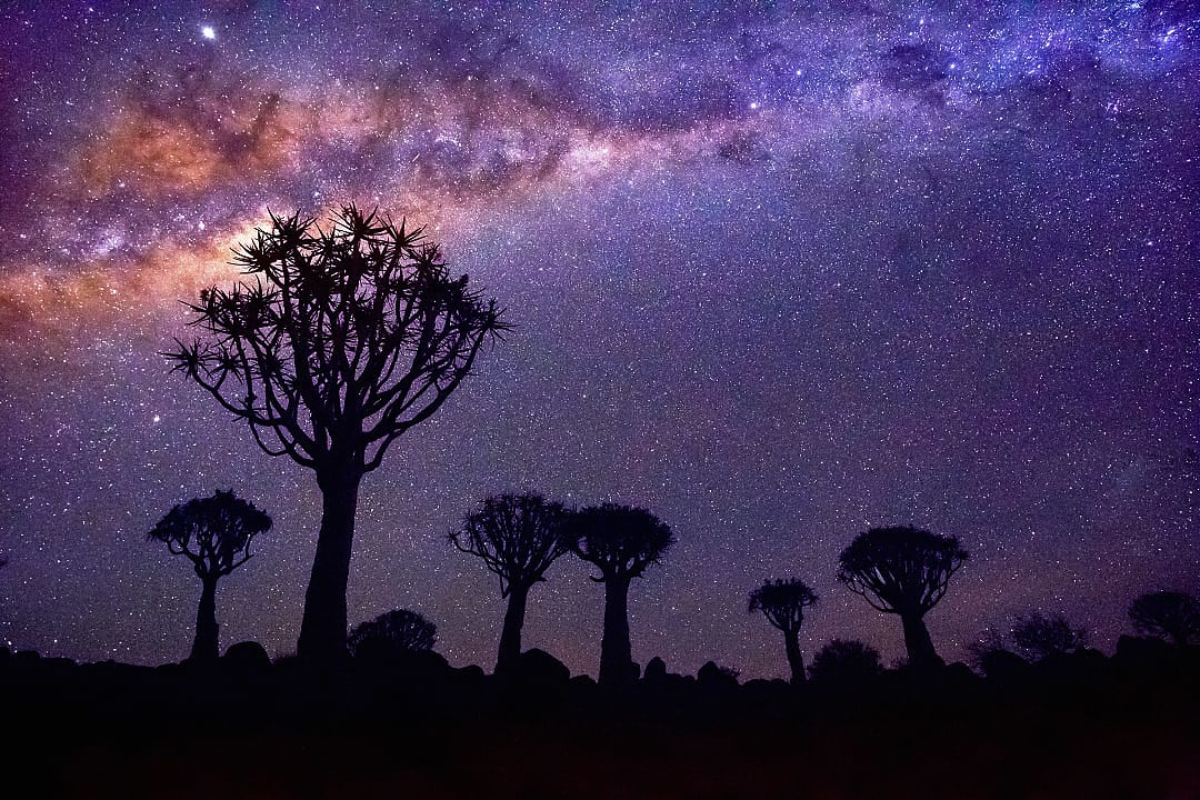 Silhouettes of trees under the stars in the Namibian desert.