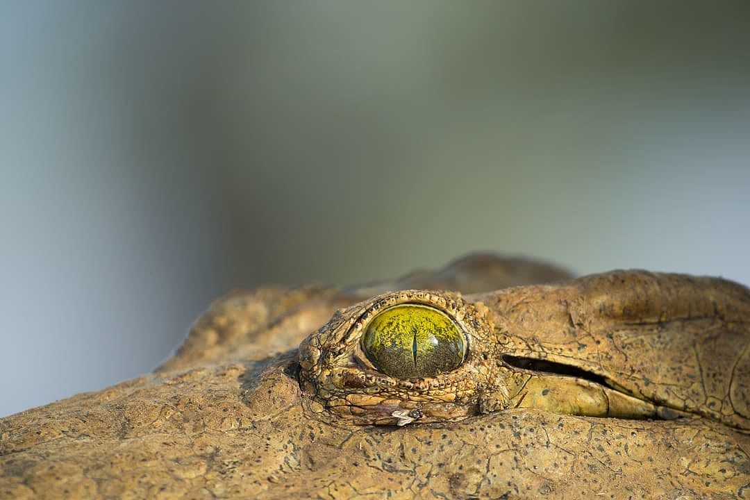 The Nile crocodile's piercing eye reflects its surroundings in Zimbabwe.