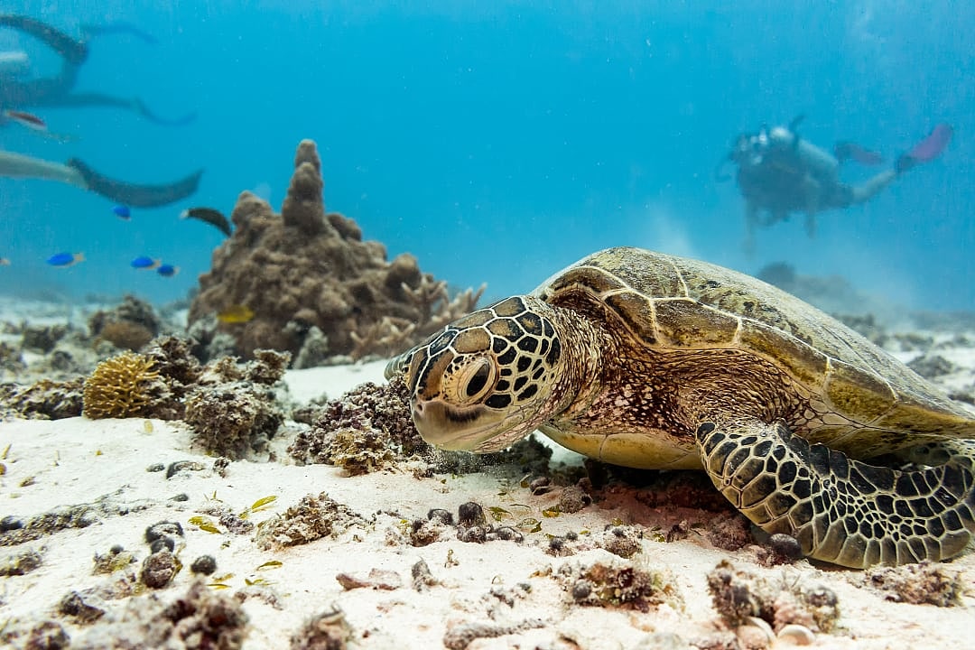 A turtle in the vibrant Great Barrier Reef with a scuba diver in the background.
