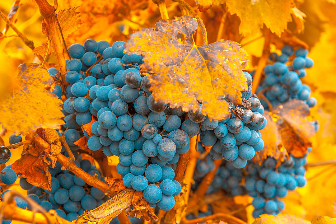 Cabernet Sauvignon grape