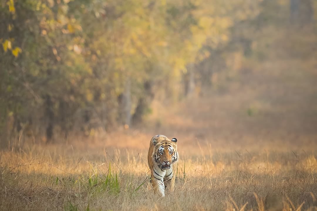 Bengal tiger walking through dry grass in golden morning light at Tadoba National Park