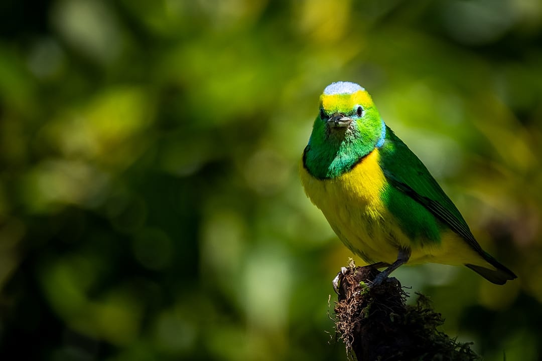 Male golden browed chlorophonia at Boquete, Panama