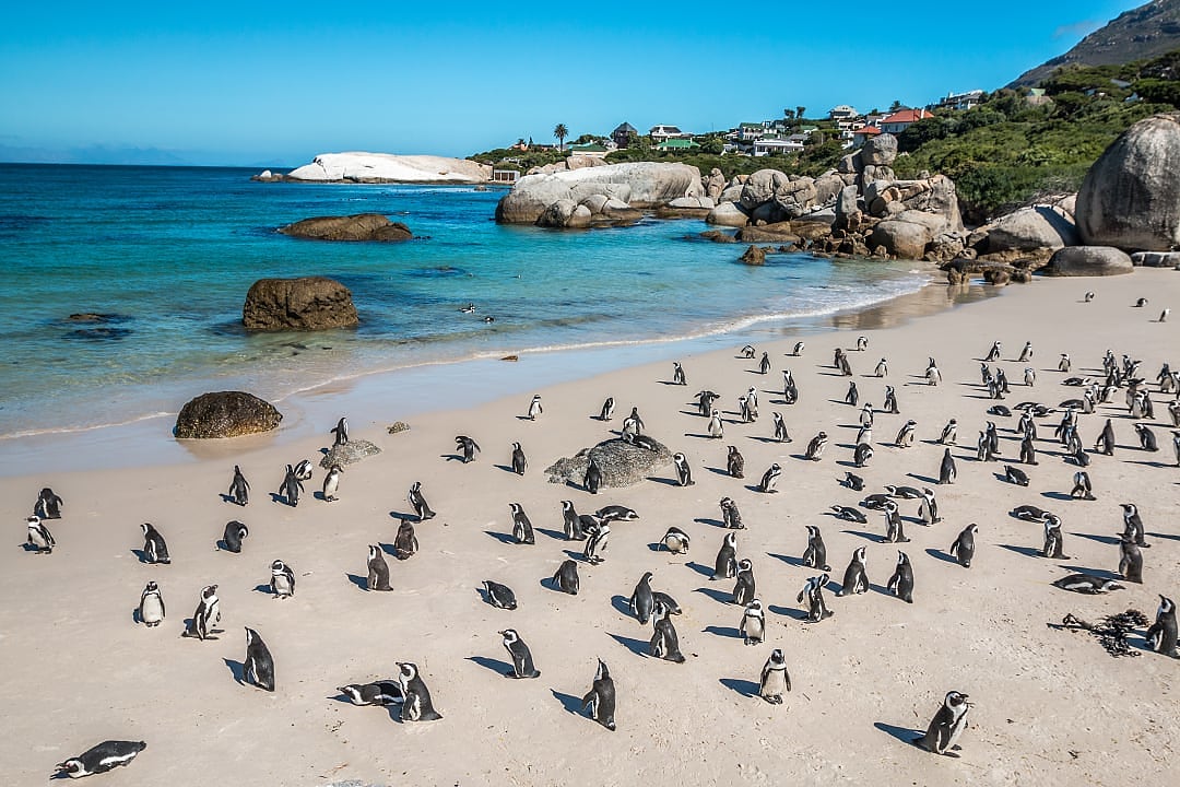 Penguin colony at Boulder beach in South Africa