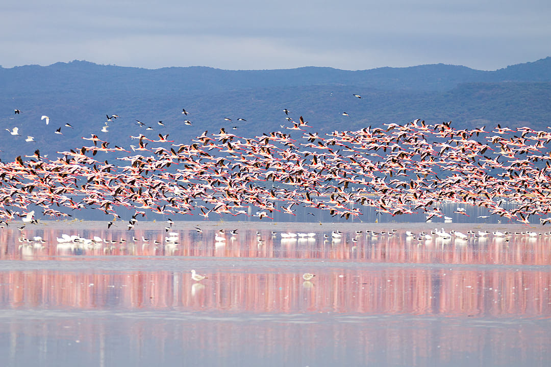 Flock of flamingo at Lake Manyara National Park, Tanzania