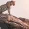 Travel agent Steve in South Africa.