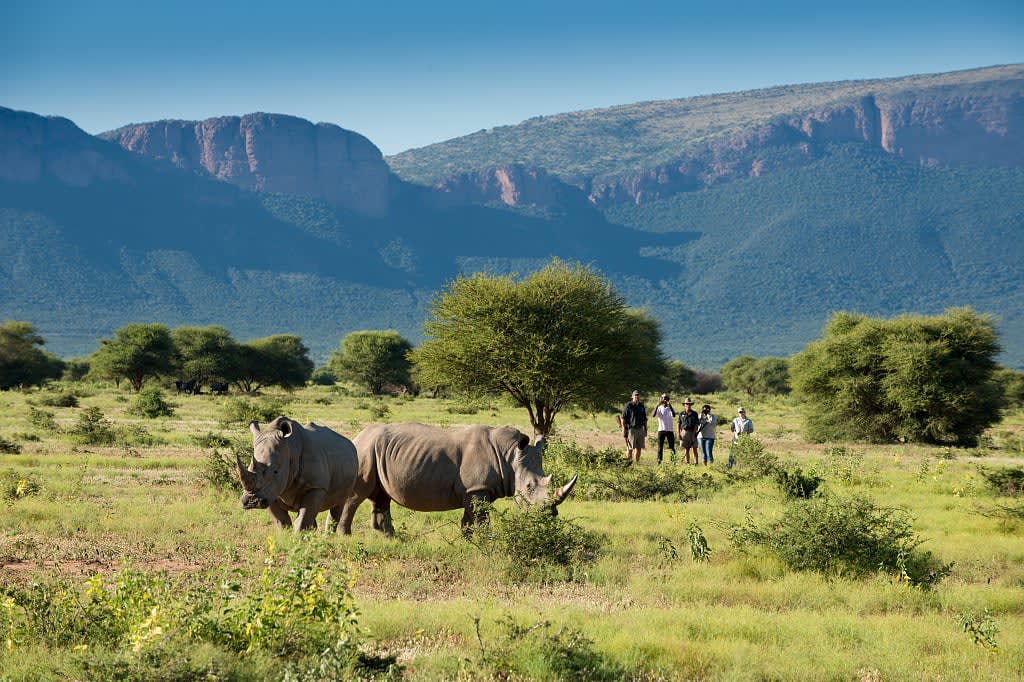 Best South Africa Safari Tours Luxury Safari Packages Zicasso