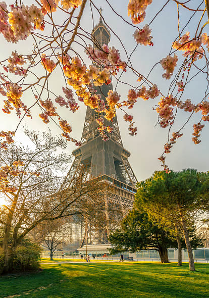 Eiffel Tower in springtime, framed by blooming cherry blossoms and sunlit trees in Paris, France