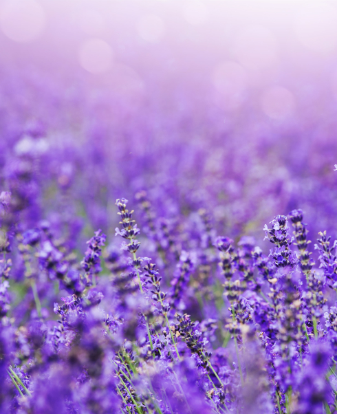 Lavender