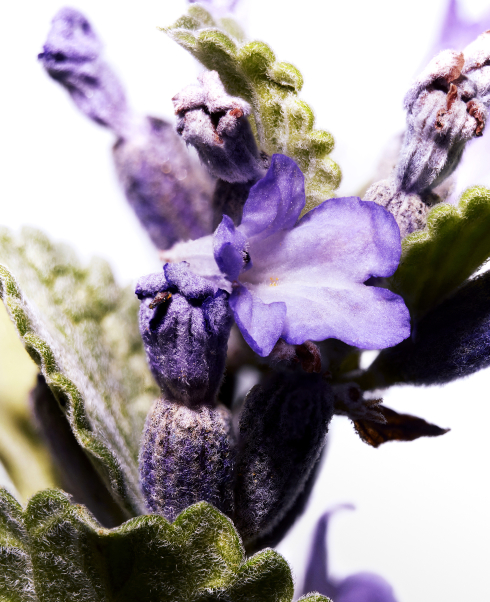 Wild lavender