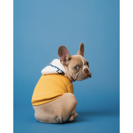 Toronto Blue Jays Pet Gear, Blue Jays Pet Gear