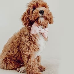 The Foggy Dog
