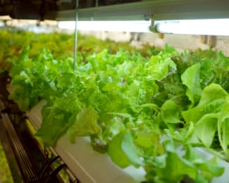 Caloundra Hydroponics