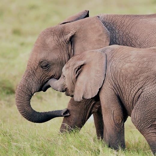 African Wildlife Foundation