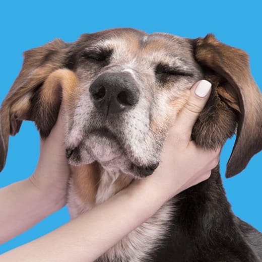 BarkBox