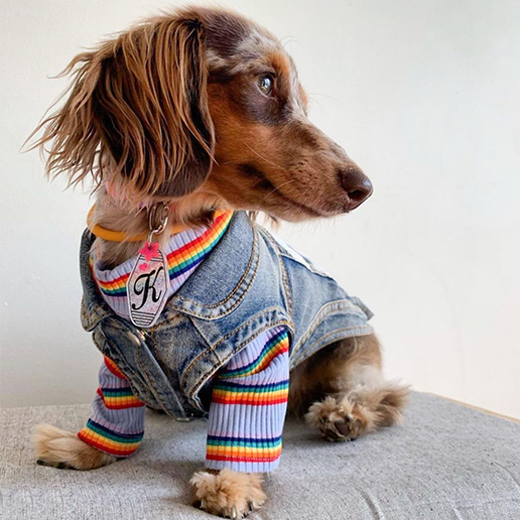 Rebel Dawg