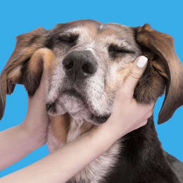 BarkBox