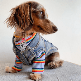Rebel Dawg