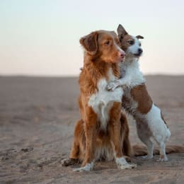 PetSmart