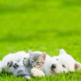 Best Friends Pets