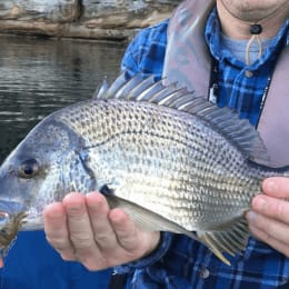 4Bream