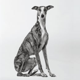 Centre for Animal Referral & Emergency (CARE)
