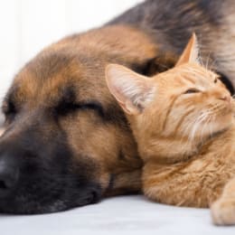 Pawssum - Vets on demand