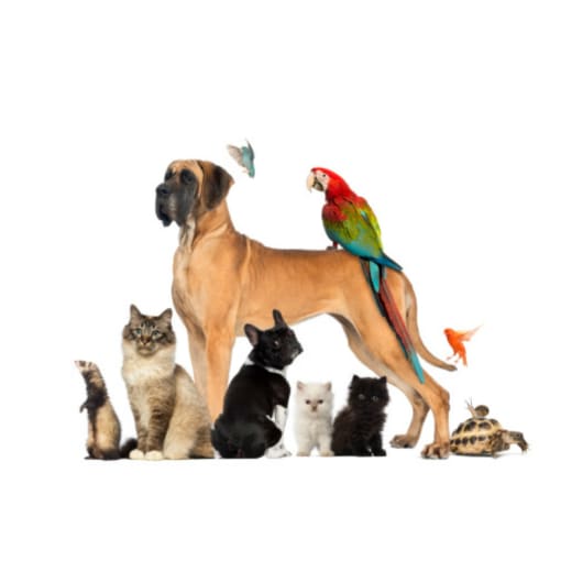 Pet Supermarket