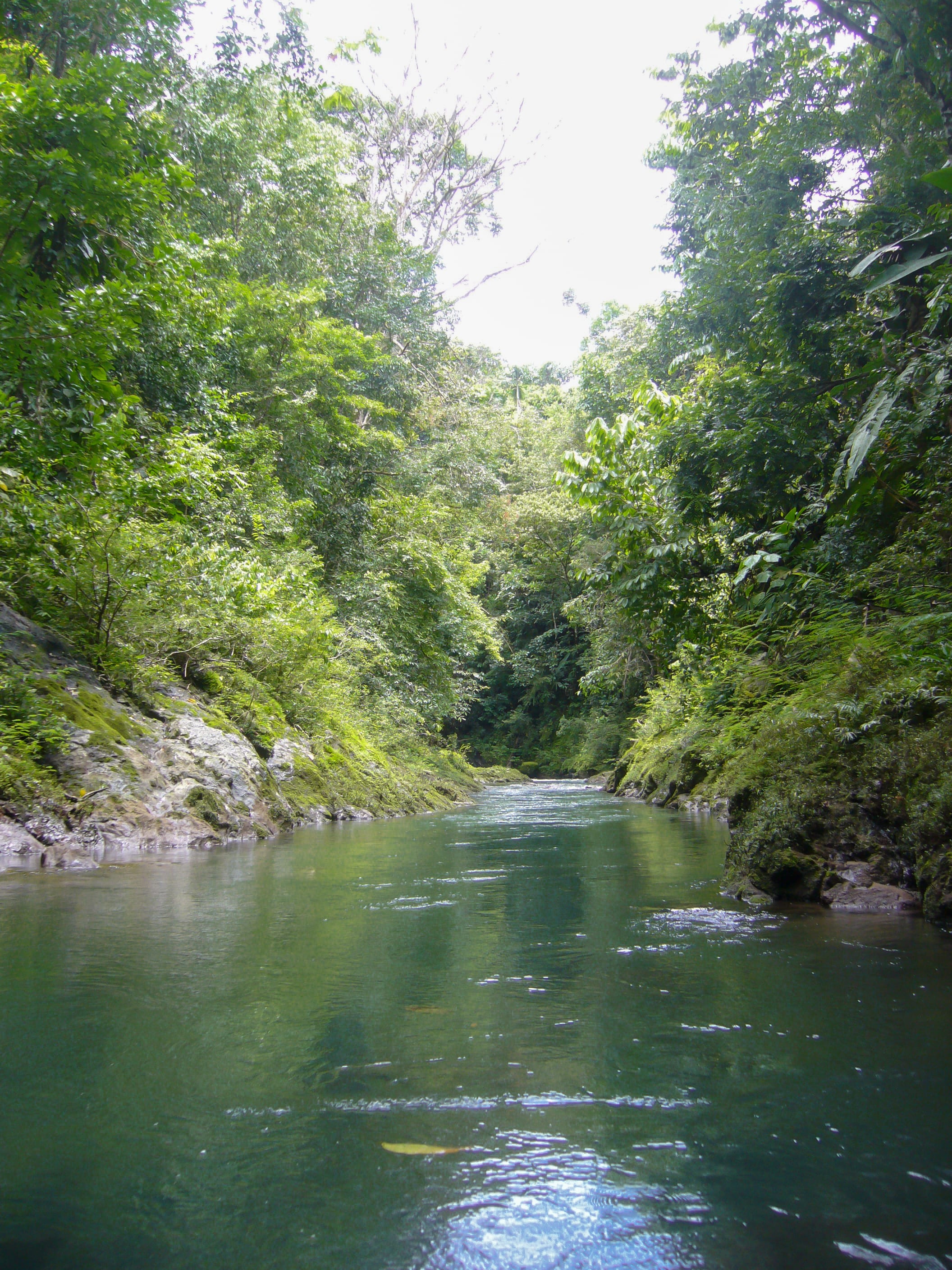 river jungle Bahia Drake