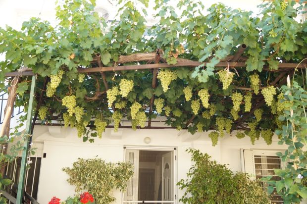 Discovering Paleros