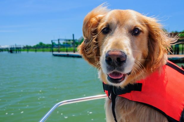 Tips for taking your dog on a boat