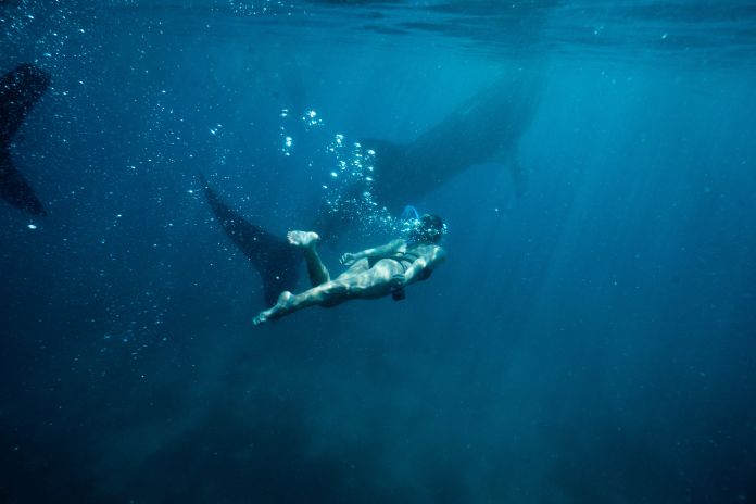 adventure-sailing-whale-sharks