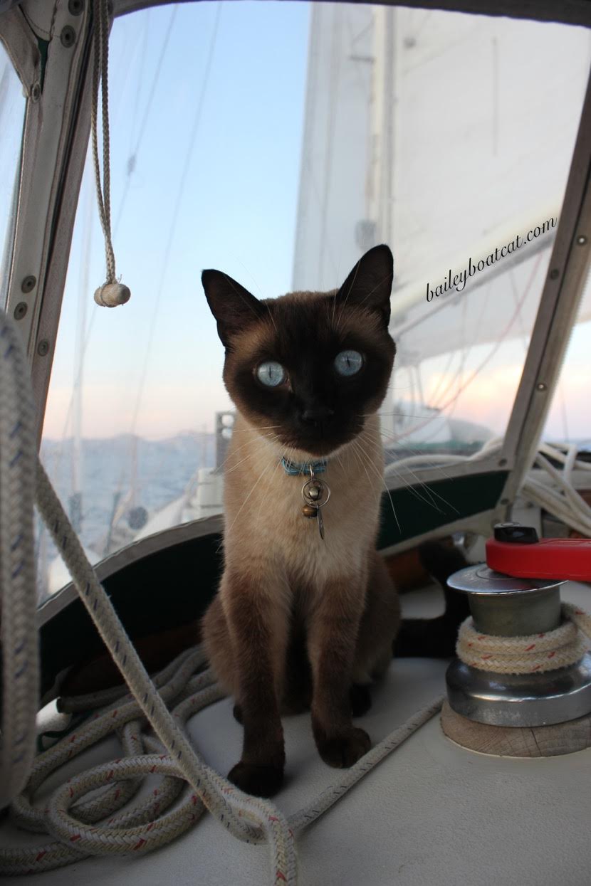 guest post sailing with