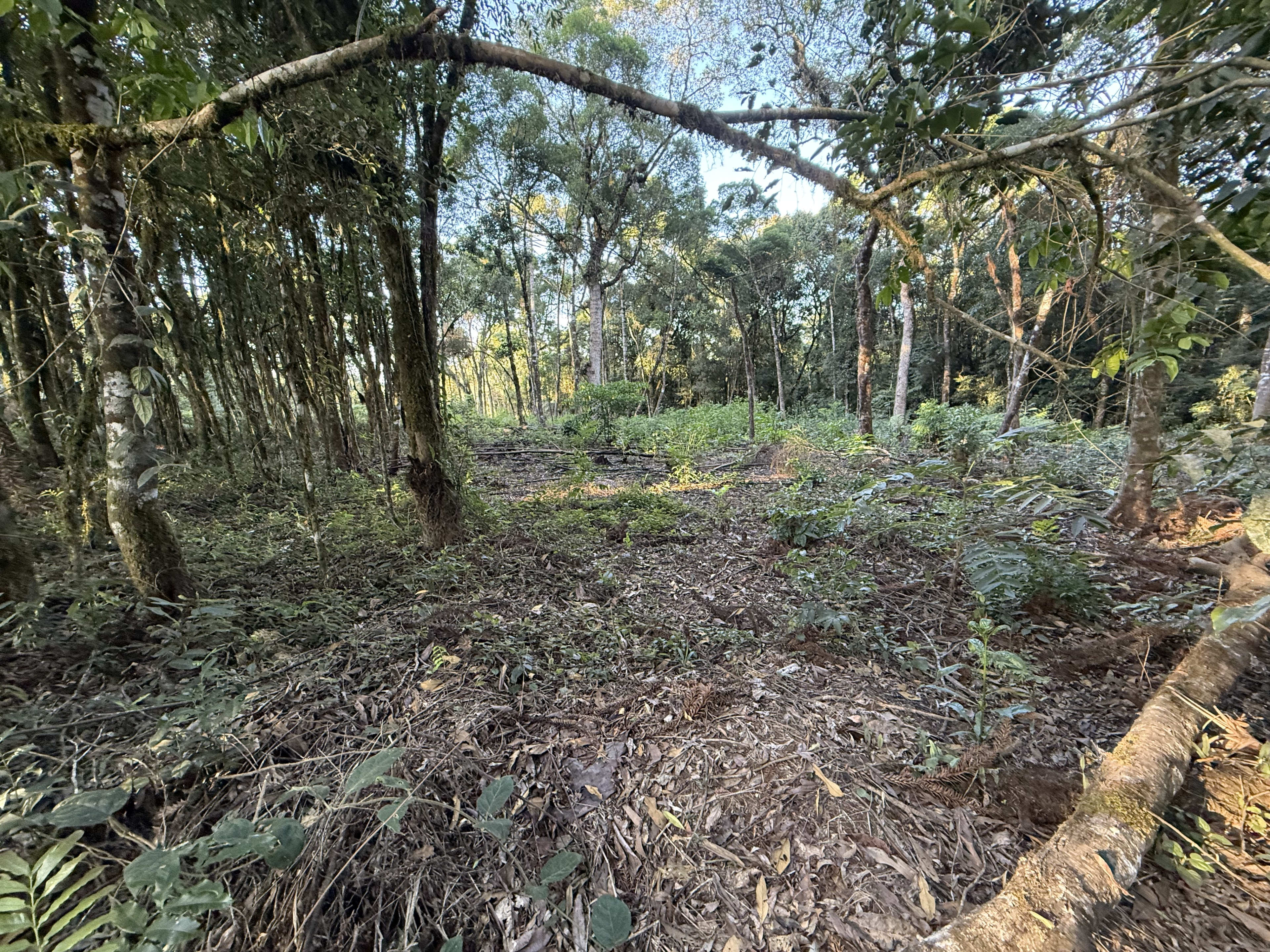 Terreno com 2 Hectares — foto 9
