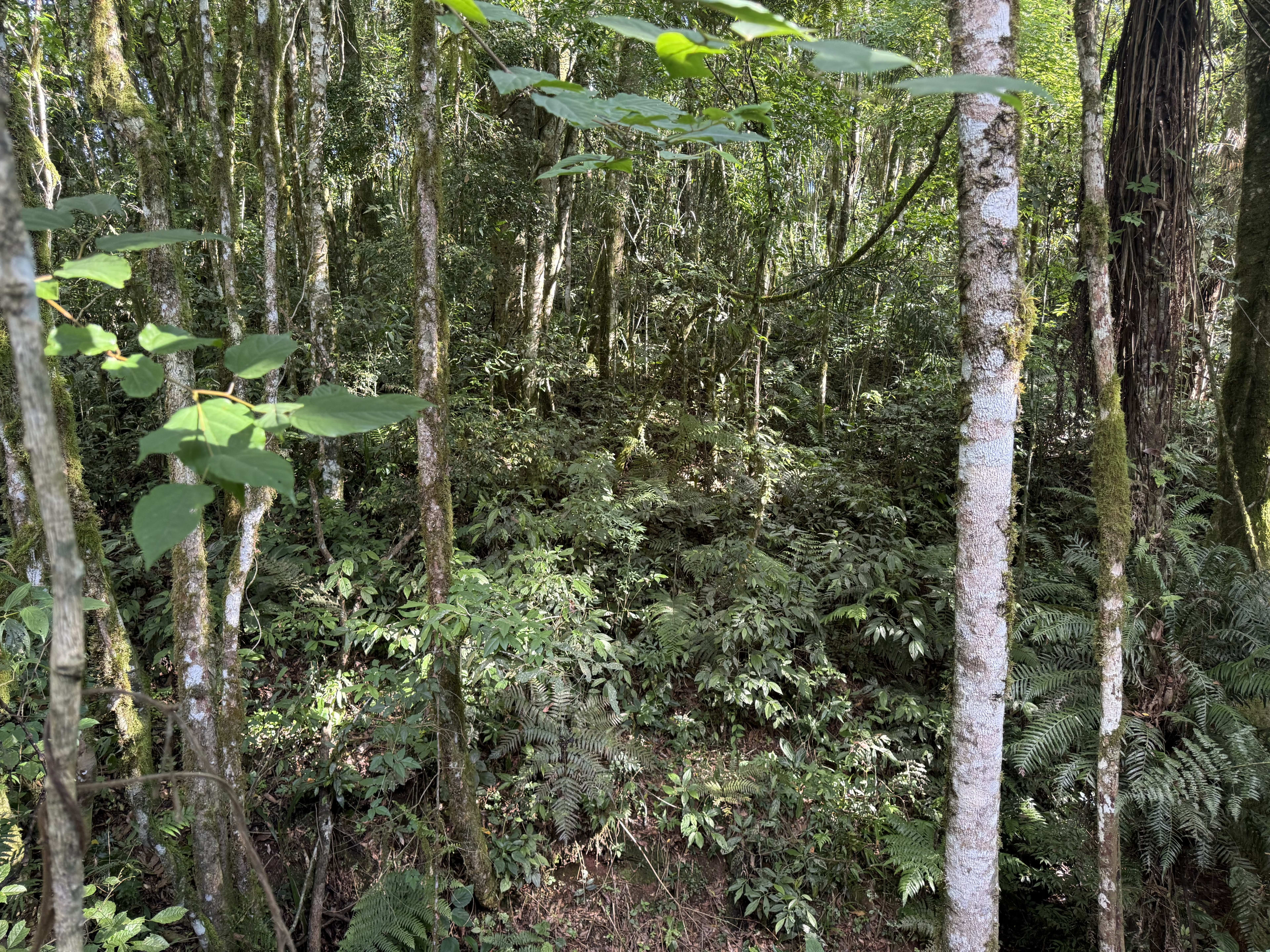Terreno com 8,06 Hectares — foto 15