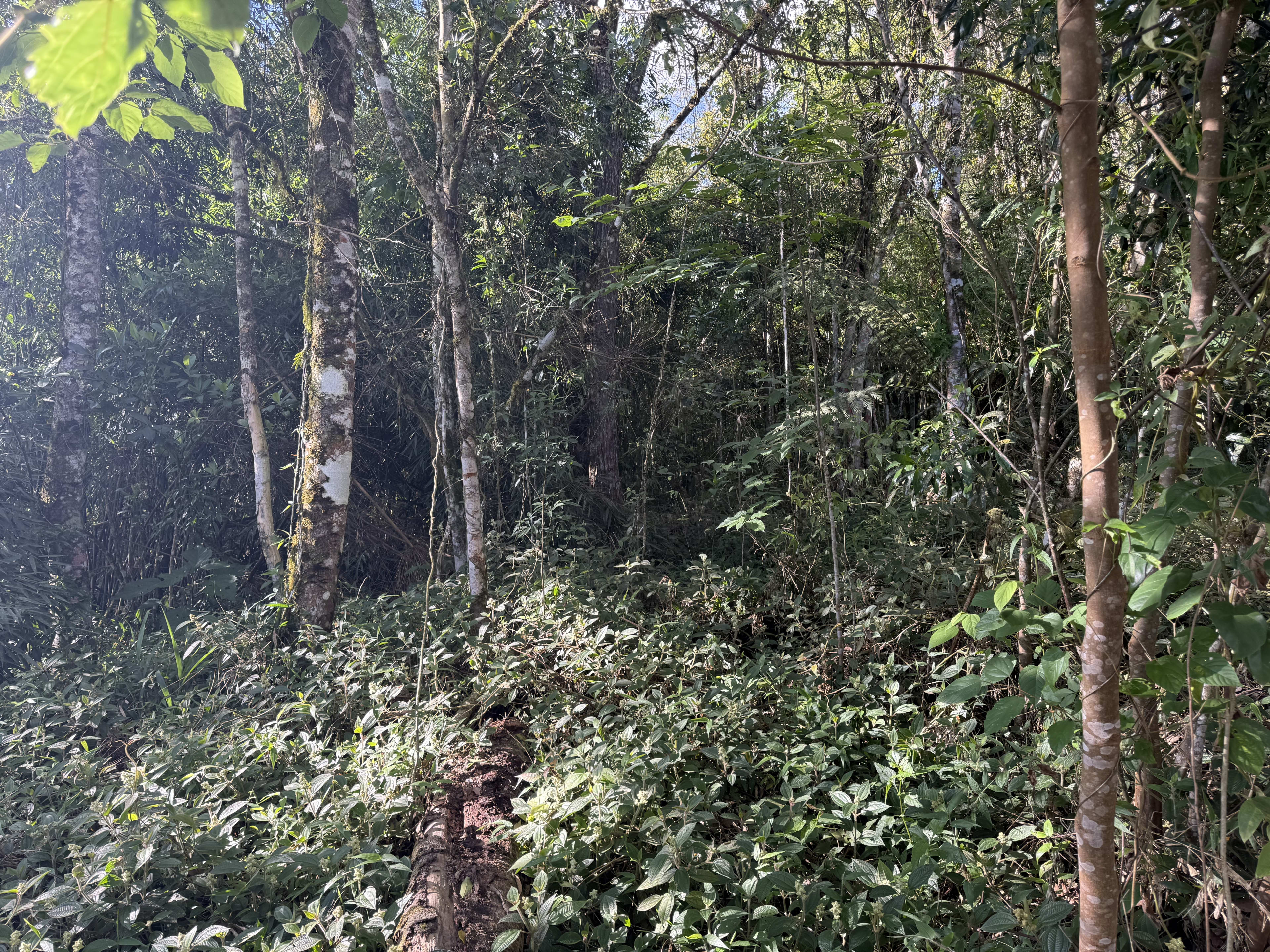 Terreno com 8,06 Hectares — foto 17