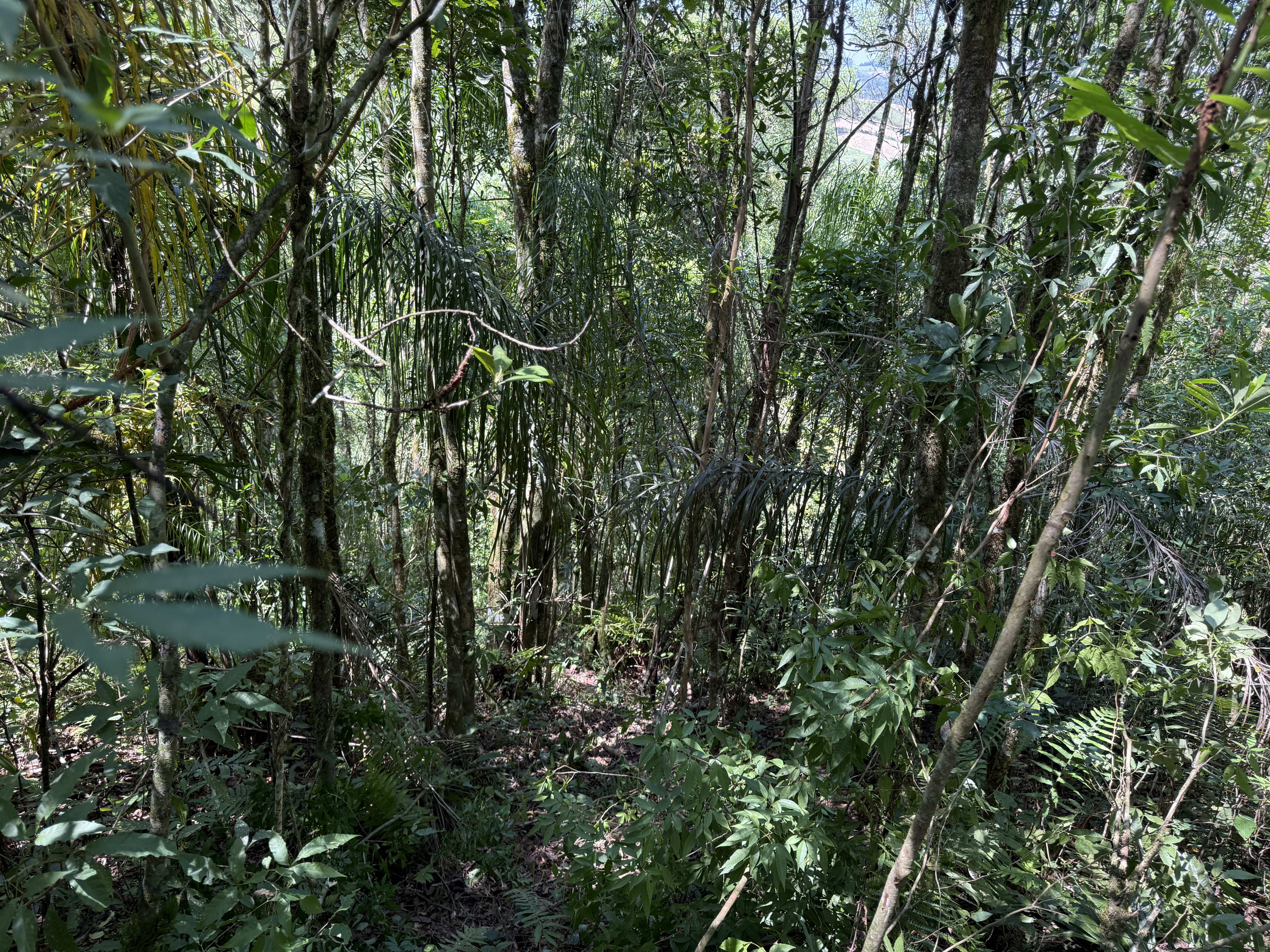 Área Rural com 33.000 m² — foto 2