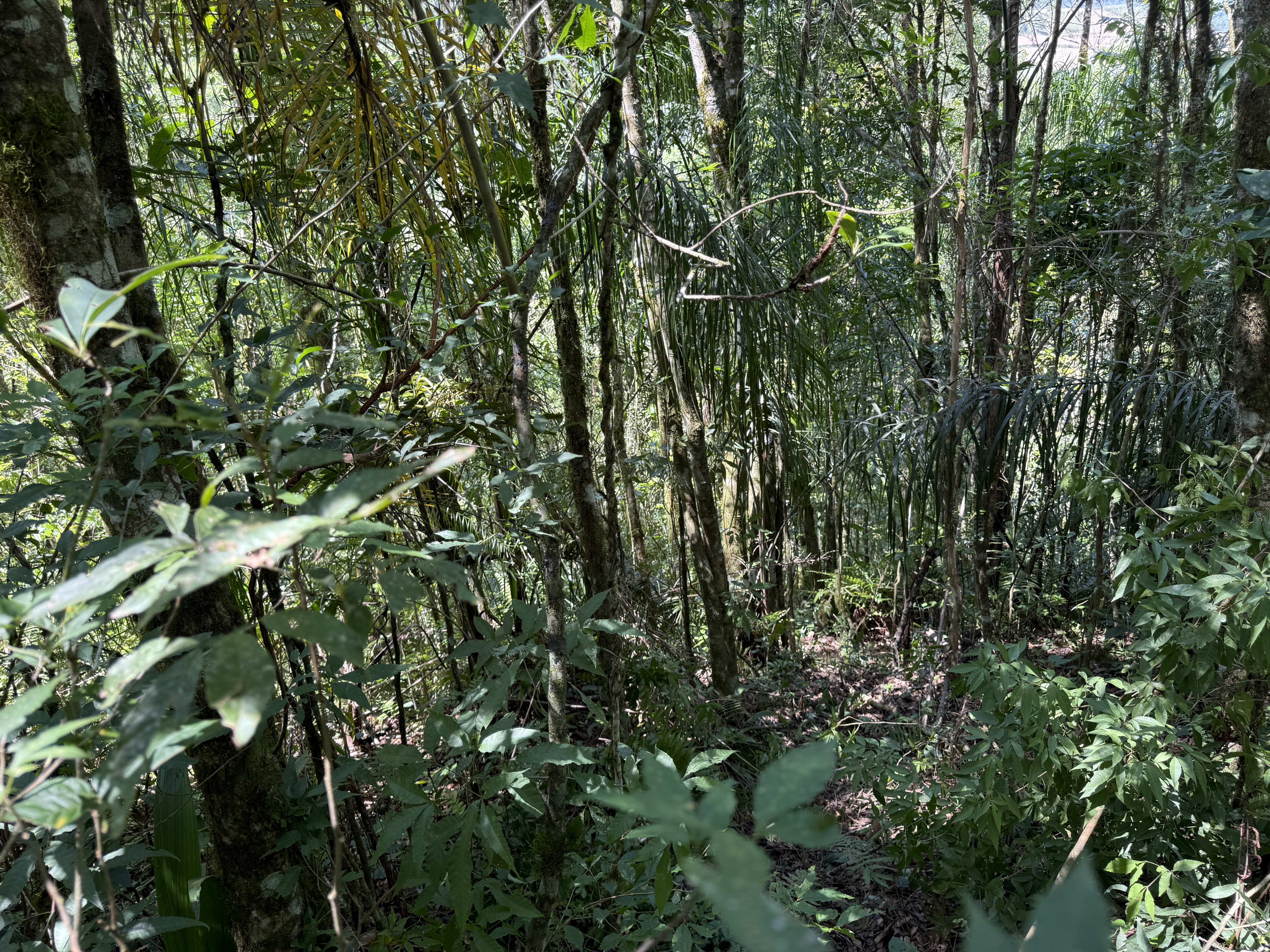 Área Rural com 33.000 m² — foto 4