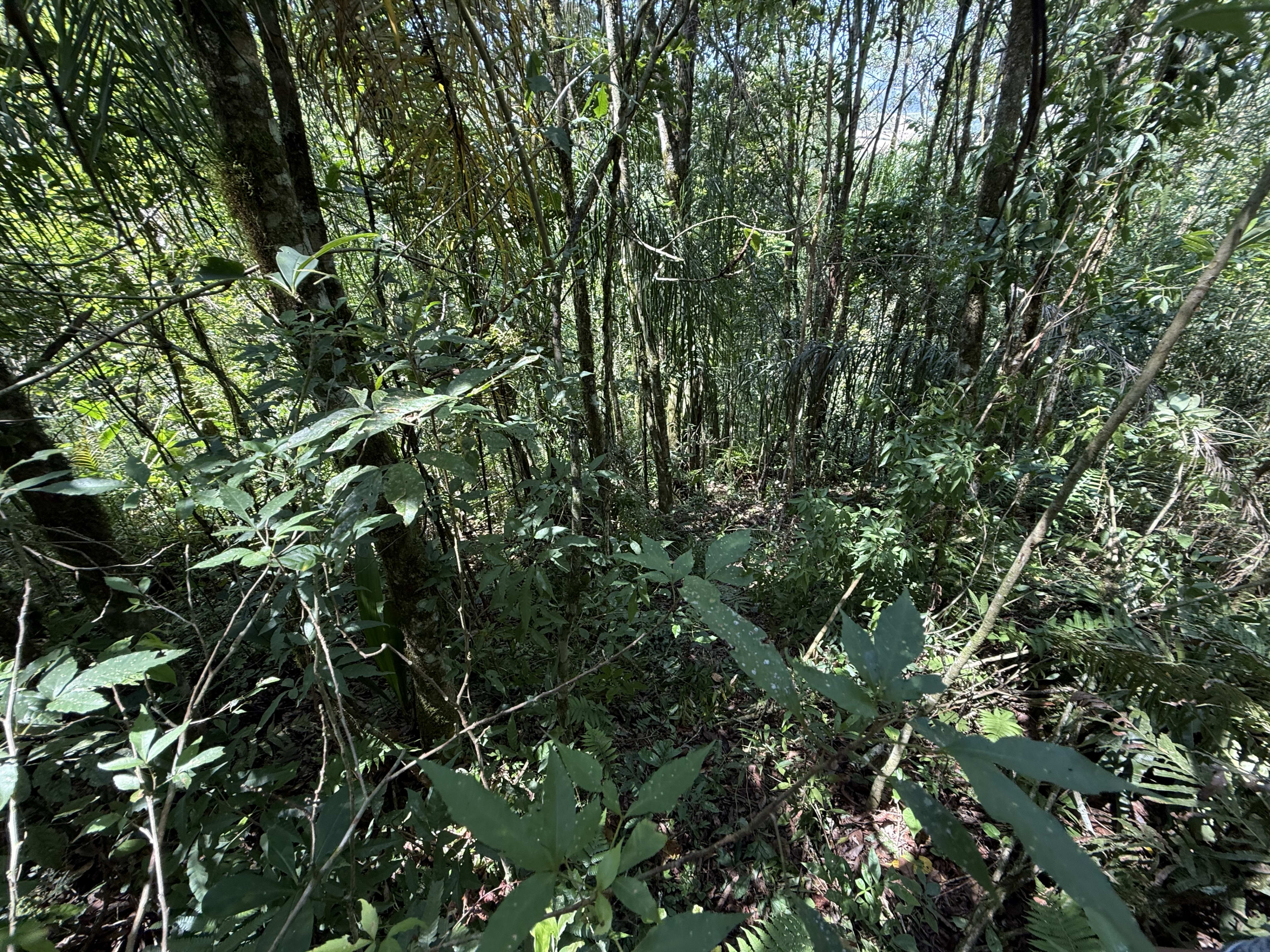 Área Rural com 33.000 m² — foto 6