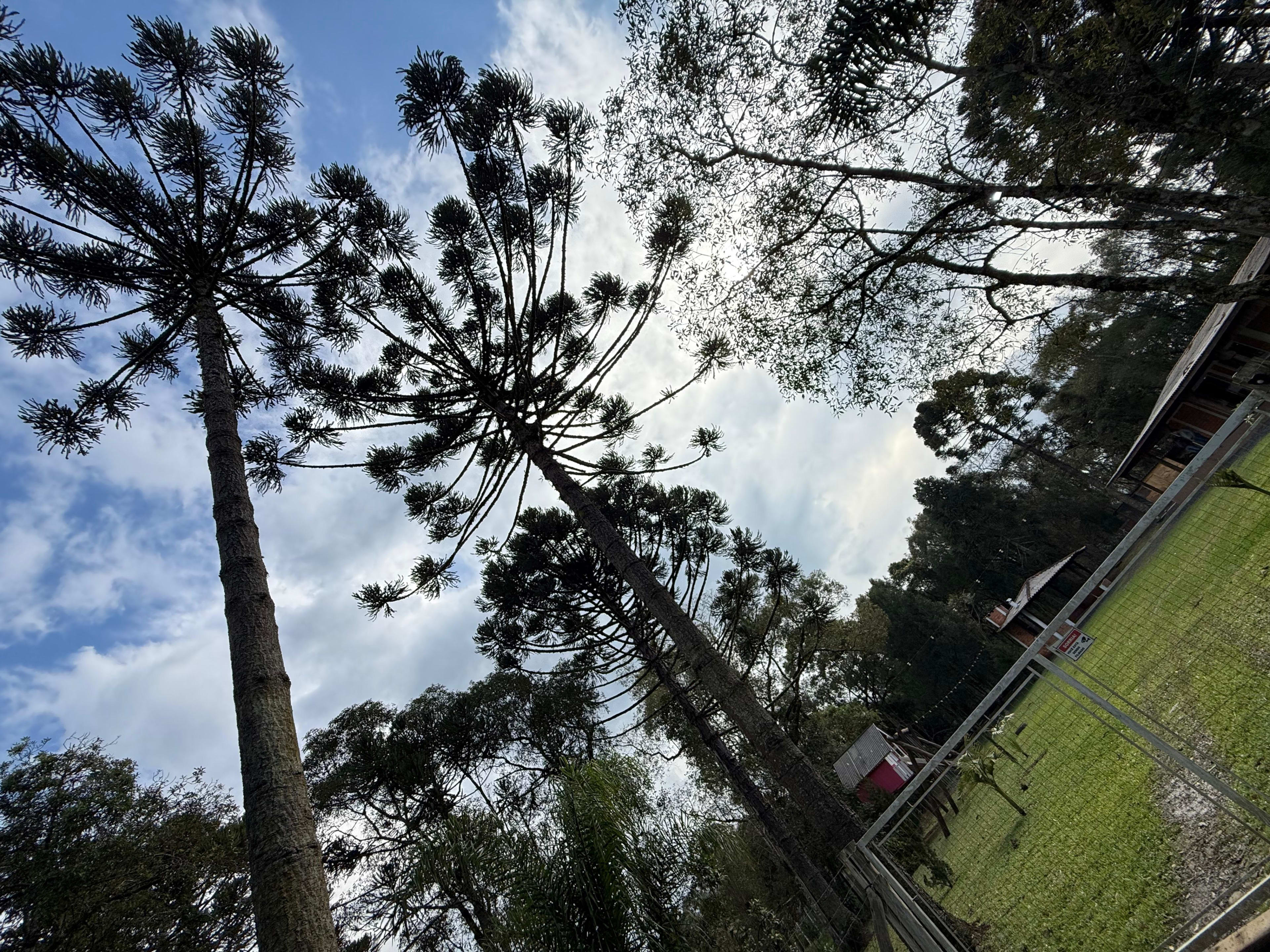 Chácara na Floresta! — foto 19