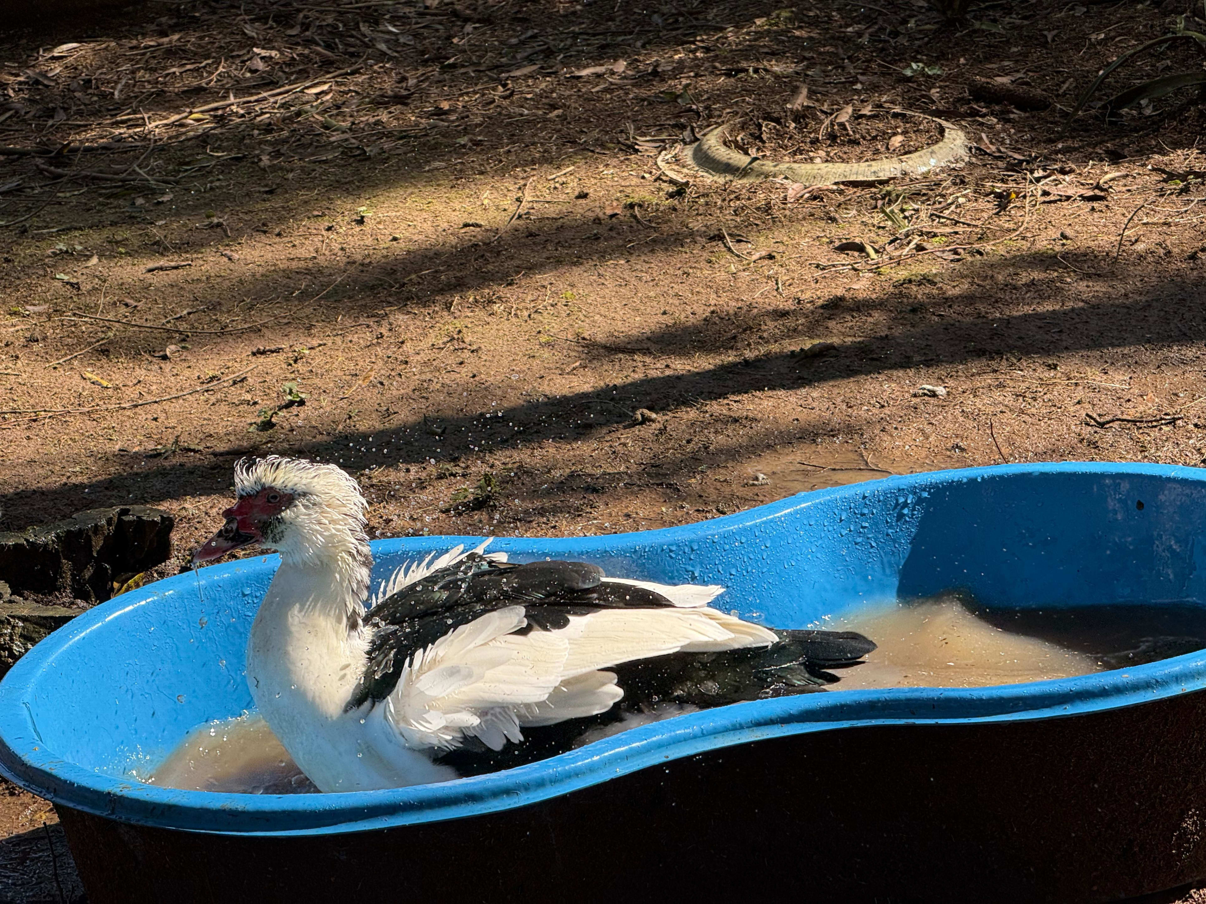 Chácara na Floresta! — foto 22