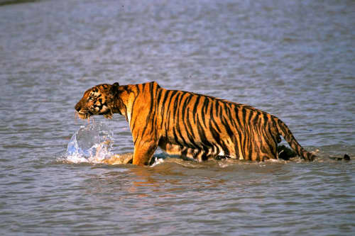 sundarban-tiger.webp