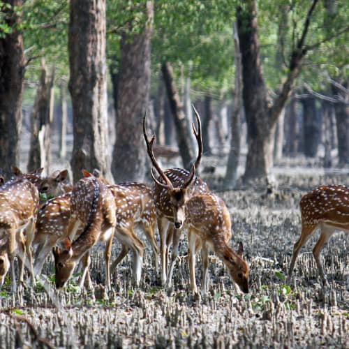 chital.jpg