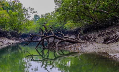 Sundarbans-The-Blessing-of-Bangladesh-Md-2-scaled.jpg