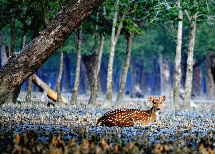 Sundarbans: The Largest Mangrove Forest