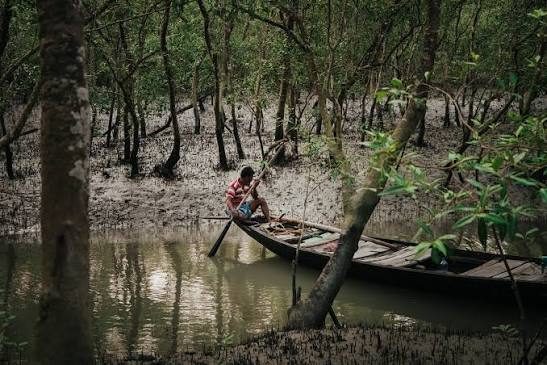 Why Protecting the Sundarbans Matters for Bangladesh