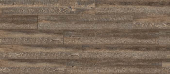 RELC9357 - American Elm