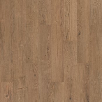 SDS13-842 - Fern
