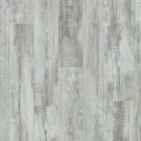 FXR681 - Cape May Shell